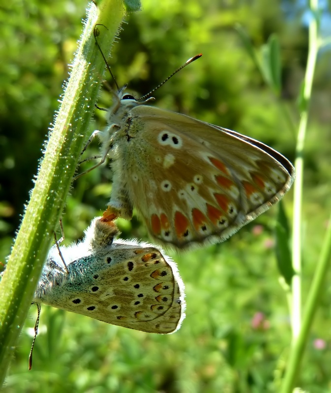 femmine di Polyommatus sp.